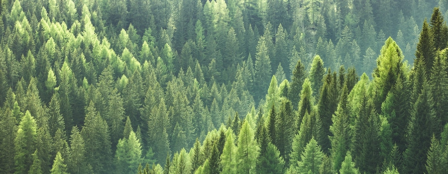 Forêt de sapins en montagne